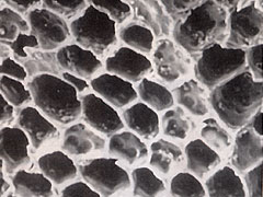 写真：床下調湿炭の顕微鏡写真